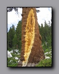 Click to enlarge 2009-07_jmt_evolution_176.jpg