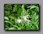 Click to enlarge 2009-07_jmt_evolution_179.jpg