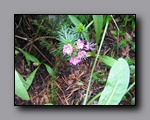 Click to enlarge 2009-07_jmt_evolution_183.jpg