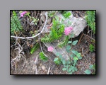 Click to enlarge 2009-07_jmt_evolution_186.jpg