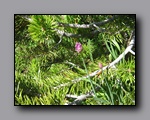 Click to enlarge 2009-07_jmt_evolution_262.jpg