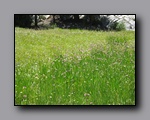 Click to enlarge 2009-07_jmt_evolution_267.jpg