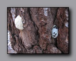 Click to enlarge 2009-07_jmt_evolution_323.jpg