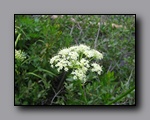 Click to enlarge 2009-07_jmt_evolution_335.jpg