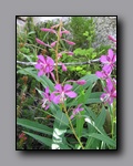 Click to enlarge 2009-07_jmt_evolution_337.jpg