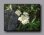 Click to enlarge 2009-07_jmt_evolution_343.jpg