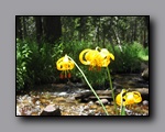 Click to enlarge 2009-07_jmt_evolution_353.jpg