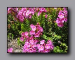 Click to enlarge 2009-07_jmt_evolution_390.jpg