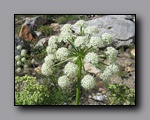 Click to enlarge 2009-07_jmt_evolution_395.jpg