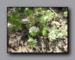 Click to enlarge 2009-07_jmt_evolution_397.jpg
