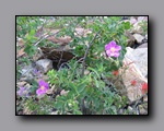 Click to enlarge 2009-07_jmt_evolution_400.jpg