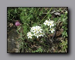 Click to enlarge 2009-07_jmt_evolution_401.jpg