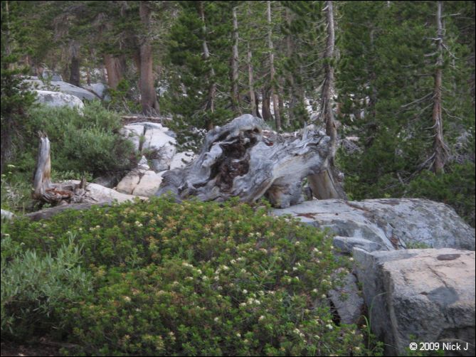 2009-07_jmt_evolution_364.jpg