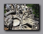 Click to enlarge 2009-07_jmt_evolution_122.jpg
