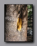 Click to enlarge 2009-07_jmt_evolution_407.jpg