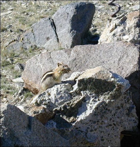 2005-07-05_white_04.jpg