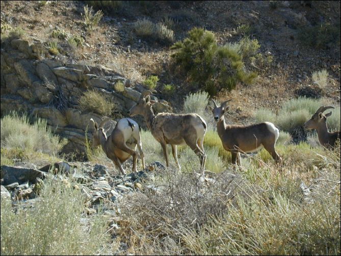 2005-07-05_white_12_sheep.jpg