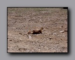 Click to enlarge 2005-07-04_dsurv_barcroft_110_lw_26.jpg
