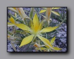 Click to enlarge 2005-07-06_travertine_spring_02.jpg