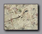 Click to enlarge p1010124.jpg