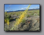 Click to enlarge p1010053.jpg
