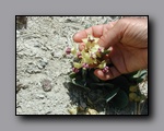 Click to enlarge p1010090.jpg