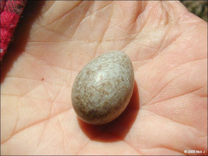 2005-06_dsurv_highrock_02_egg.jpg