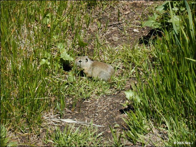 2005-06_dsurv_highrock_03_rodent.jpg