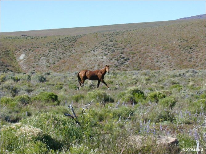 2005-06_dsurv_highrock_04_horse.jpg