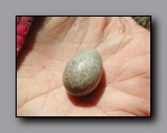 Click to enlarge 2005-06_dsurv_highrock_02_egg.jpg
