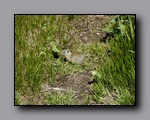 Click to enlarge 2005-06_dsurv_highrock_03_rodent.jpg