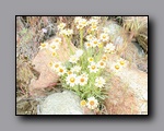 Click to enlarge p6090009.jpg