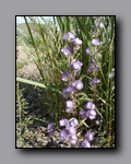 Click to enlarge p6100037.jpg