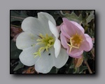 Click to enlarge p6100043.jpg