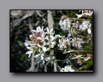 Click to enlarge p6110052.jpg