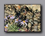 Click to enlarge p6110058.jpg