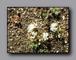 Click to enlarge p6110059.jpg