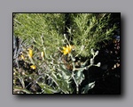 Click to enlarge p6110060.jpg