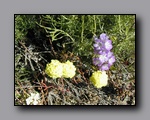 Click to enlarge p6110061.jpg