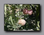 Click to enlarge p6110063.jpg