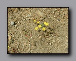 Click to enlarge p6110073.jpg