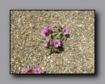 Click to enlarge p6110074.jpg