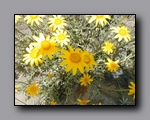 Click to enlarge p6110076.jpg