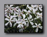 Click to enlarge p6110078.jpg
