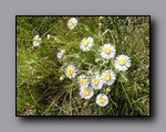 Click to enlarge p6110080.jpg