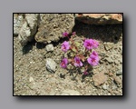 Click to enlarge p6110081.jpg