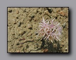 Click to enlarge p6110088.jpg