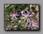 Flora