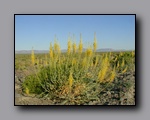 Click to enlarge p6120005.jpg