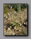 Click to enlarge p6120109.jpg